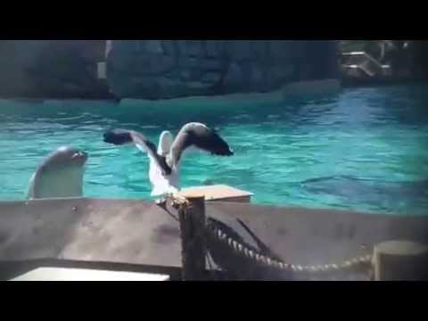 Dolphin vs Seagull