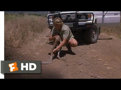 The Crocodile Hunter: Collision Course (7/10) Movie CLIP - King Brown Snake (2002) HD