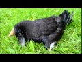 Emiliana Torrini - Dead Things (Grain Remix)