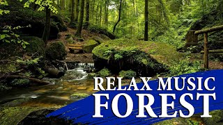 Relax music - Forest |  Sleep Music, Music for Stress Relief, Spa, Meditation,