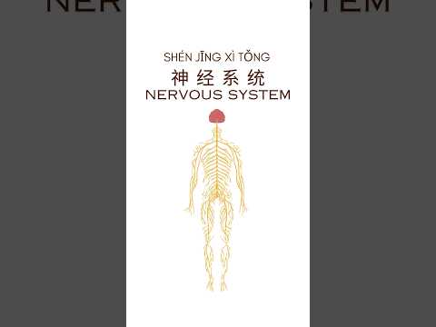 神经系统用英语怎么说？#翻译&nbsp;#中译英翻译&nbsp;#英语日常口语#身体器官#英语发音 #学英语 #英语口语发音 #英语教育分享 #英语学习打卡 #英语读音 #英语老师#澳洲 #地道 #英文翻译&nbsp;#神经系统