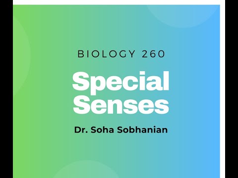 Special Senses Part 2 (Human Anatomy)