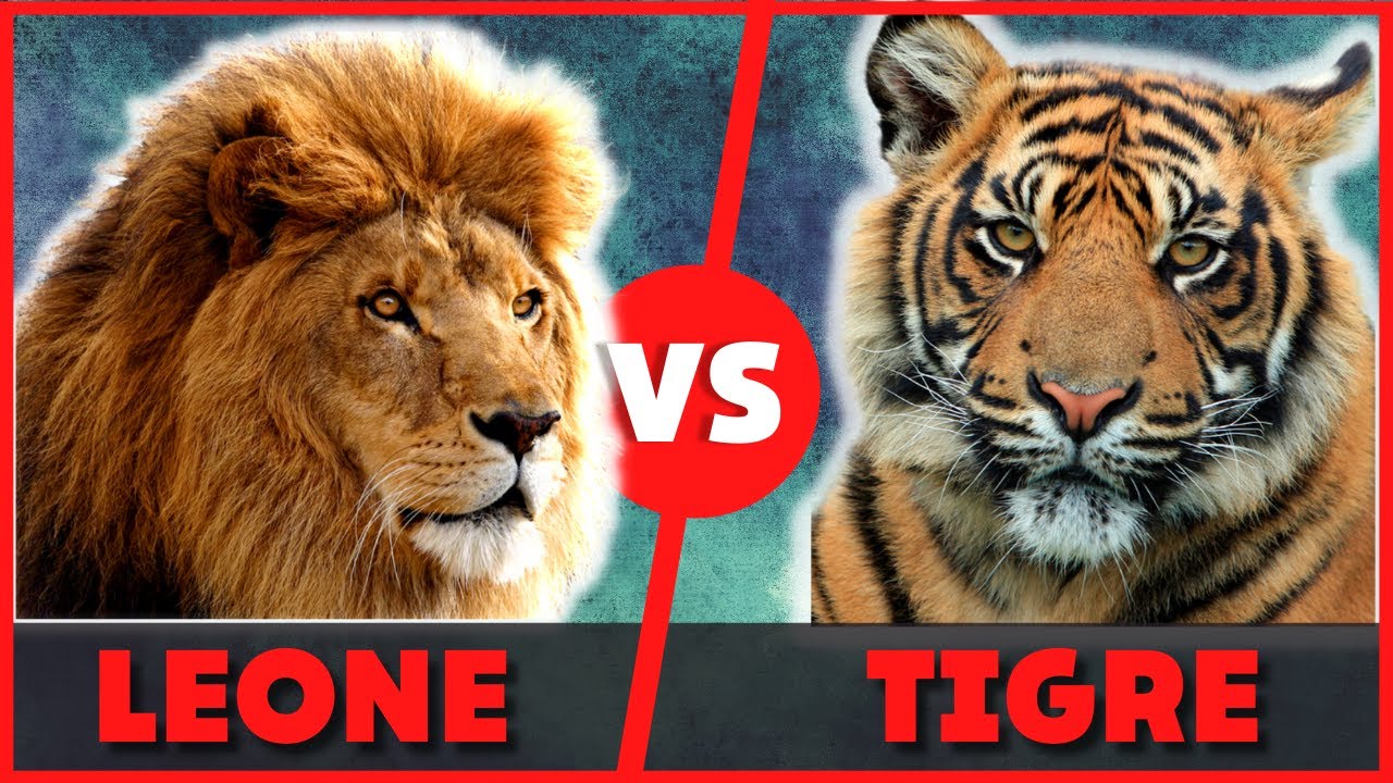 Watch Now Leone contro Tigre chi vince | Leone vs Tigre chi è il più forte | Leone contro Tigre chi è il Re Leone contro Tigre chi vince | Leone vs Tigre chi è il più forte | Leone contro Tigre chi è il Re