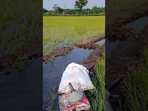 #gowndamani #senthil #like #spportme #sbuscribed #shortsvideo  #nature #viralvideo