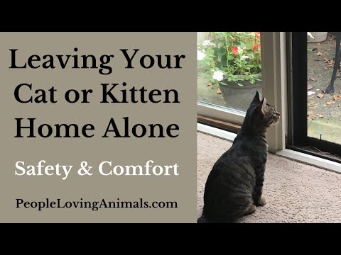 Leaving Your Cat Home Alone - Tips for Safety and Comfort for Your Cat or Kitten