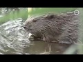 Bever veroorzaakt wateroverlast