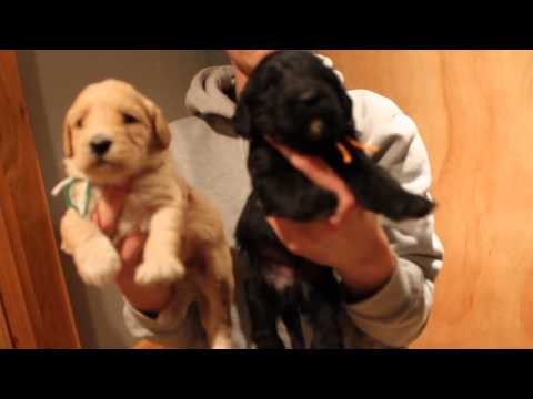 Chino & Dexter's litter