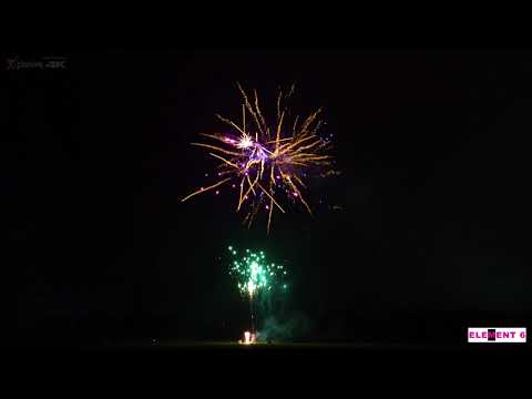 SCB941 - 100s 30mm Gold Coco w Blue & Purple Pistil (4k video)