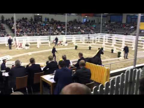 Black Diamond (Bon Bravour x Ferro) Hannover Licensed 2015