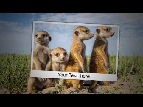 Funny animals - Project for Proshow Producer