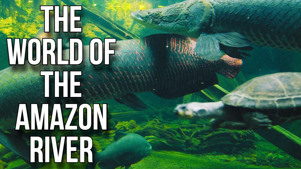 How many species live in the Amazon basin? Tipseri