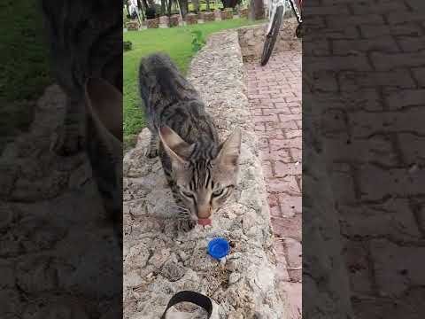 Hayat paylaşınca güzel. Erdal İnönü parkı, Muratpaşa Antalya