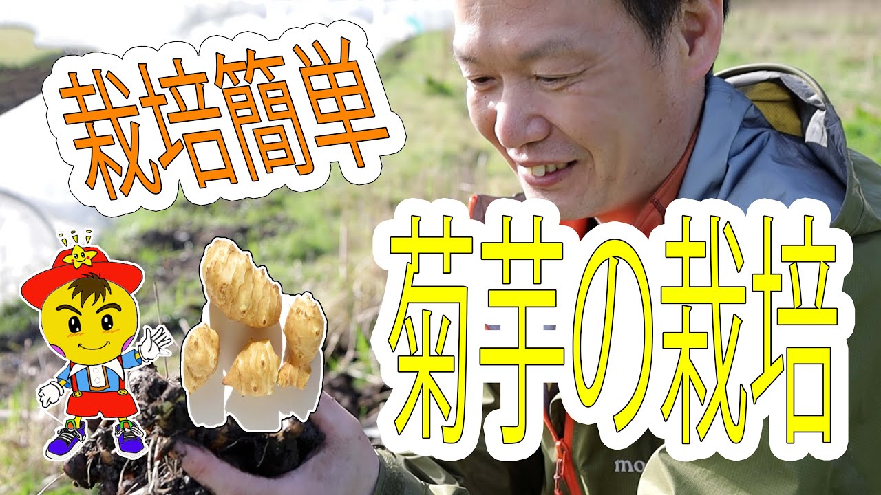 初心者にもおすすめの菊芋栽培|植えっぱなしで育つ強さと畑の風よけ活用法