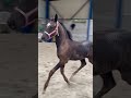 Merrie KWPN Nederlands sportpaard Te koop 2023 Zwart ,  Zonik plus