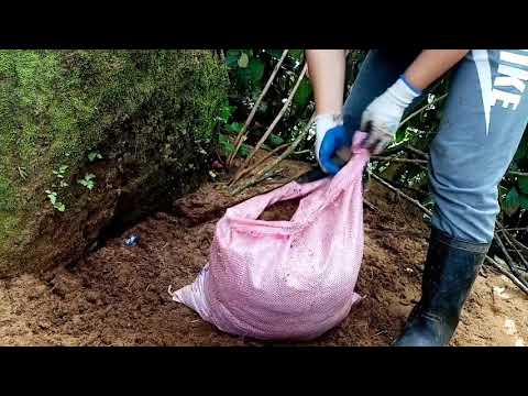 Potting plants using mixed tiger grass seeds and soil😱