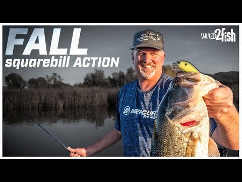 3 Fall Squarebill Crankbait Bass Fishing Tips
