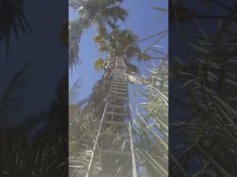Norelandscapes&Garden maintenance video.