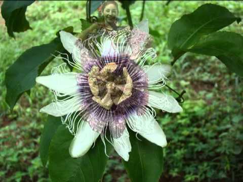 Mi pasionaria, de Hilarión Correa, por el Grupo Surgente