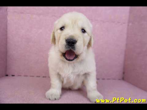 11/14黃金獵犬母幼犬2號(新竹)