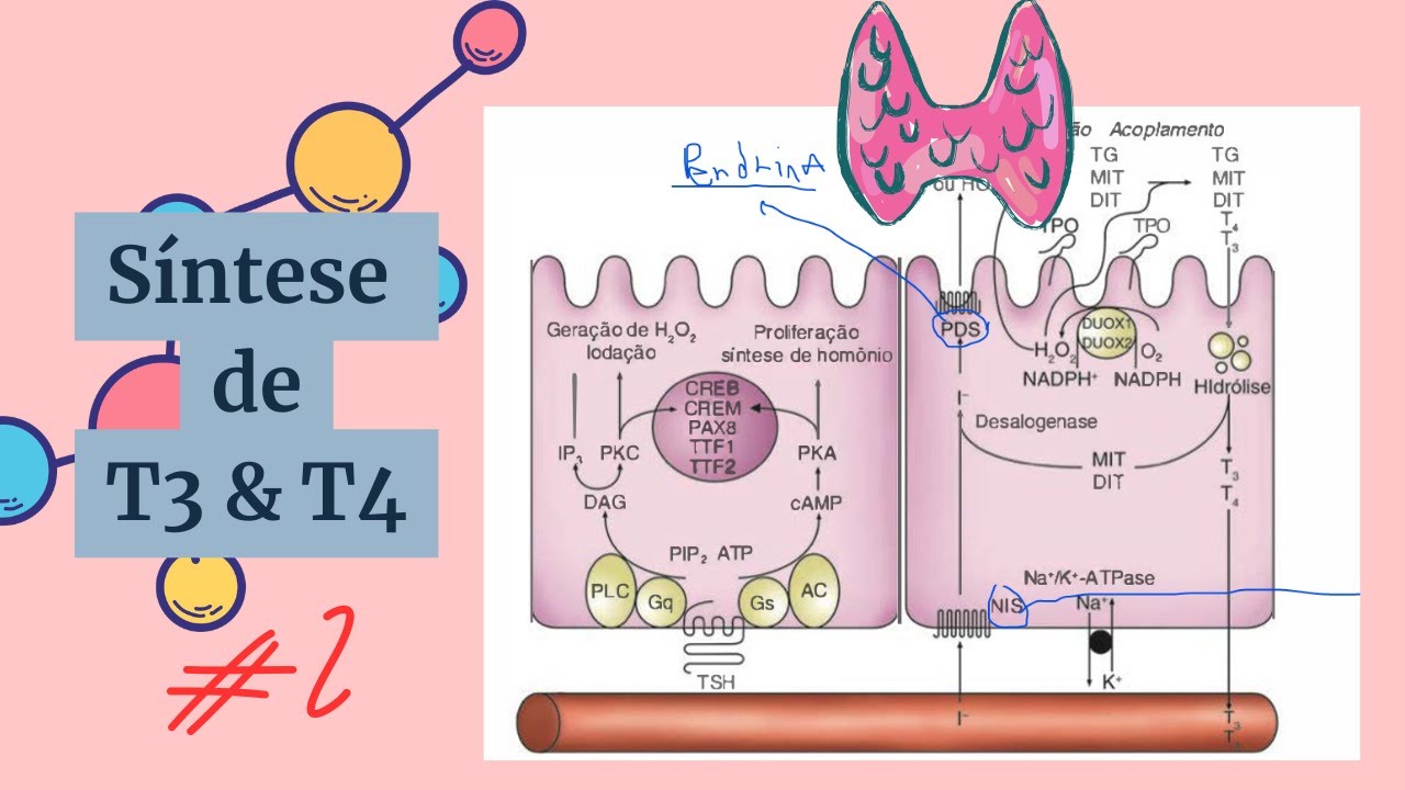 FISIOLOGIA DA TIREOIDE - #2