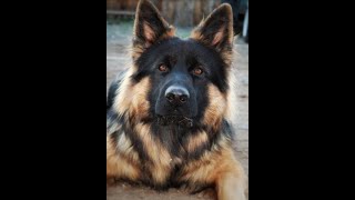Video preview image #3 German Shepherd Dog Puppy For Sale in WALLA WALLA, WA, USA