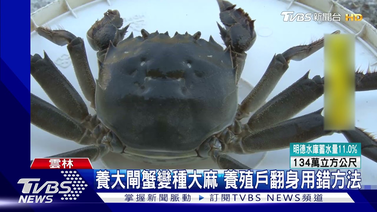 養大閘蟹變種大麻 養殖戶翻身用錯方法