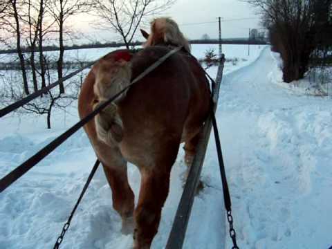 Urwis w saniach (tzw. pśiokach)