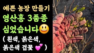 예쁜 농장 만들기 ???? 영산홍 3품종 심었습니다???? (붉은색, 흰색, 붉은색 겹꽃)