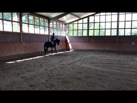 TH Dolcetto von Don Index 2 Wochen unter dem Sattel