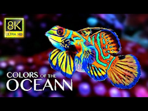 Colors of the Ocean 8K ULTRA HD - Best Sea Animals for Relaxing and Calming Music