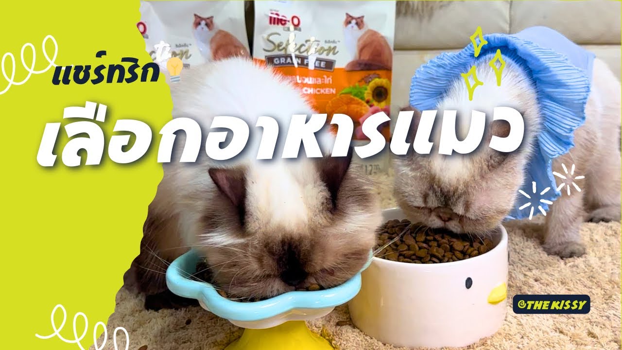 เน็ตไอดอลและบล็อกเกอร์รีวิว - รีวิวสินค้า โฆษณาผลิตภัณฑ์ สื่อสารกับกลุ่มเป้าหมายคนเลี้ยง ”แมว“ ลง Social Media - 2