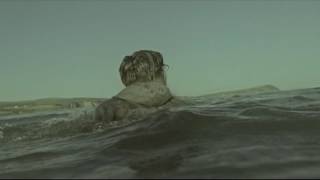 Suede - The Fur and the Feathers