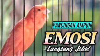 Download lagu #100 Suara Burung KENARI Gacor Panjang Emosi Cuit Cuit Ngerol Cocok utk Masteran Murai Batu mp3