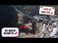 STUNNING NEW CAMERA ANGLE! INTIMATE CLOSE-UP OF JACKIE & THE LIL ONES! Big Bear FOBBVCAM 4.27.26