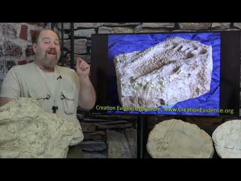 Dinos and Humans V, Part 29, The Complete Creation 3rd edition