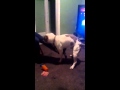 Fatty Loves It Doggy Style