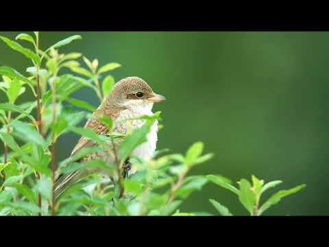 Opwekking 390 Ik belijd 1B