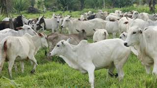 QUESTÃO DO ENEM: SOCIEDADE DE MASSAS (METÁFORA DA MÚSICA VIDA DE GADO)