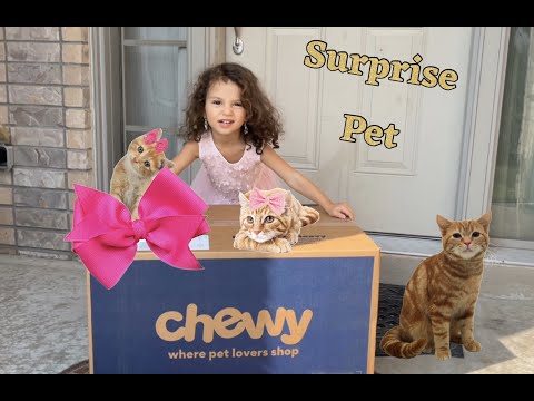 Zayna and her surprise kitten | Kids building cat tree | Cute kittens