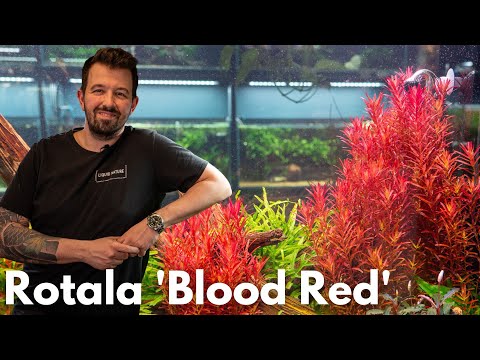 Rotala rotundifolia “Singapore Bloodred“ | Liquid Nature Plant Presentation