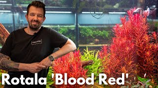 Rotala rotundifolia “ Singapur Bloodred“ | Liquid Nature Pflanzenvorstellung