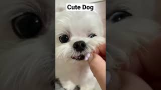 Cute Dog 🥰🥰 🇺🇸 #Shorts  Cute Puppy Vid