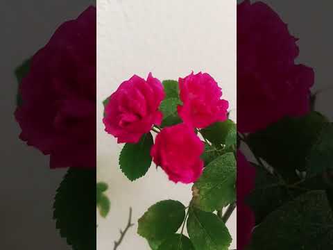 my indoor beautiful flowers 🌹 1#shortsviral #tranding #shortvideo #youtubeshorts