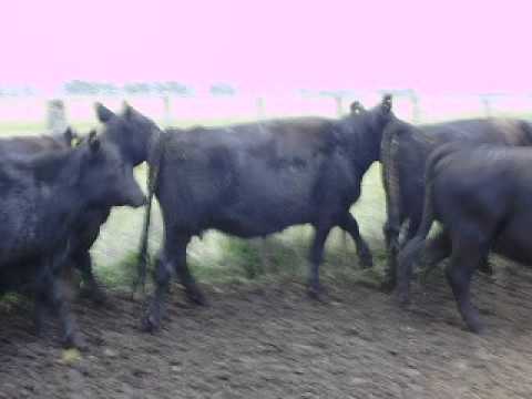 VC segunda Laprida (2)