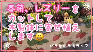 【多肉植物】【ガーデニング】春萌、レズリーカットして木製鉢に寄せ植えします😊