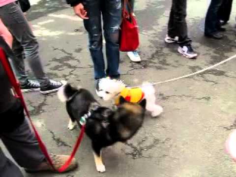 小寶去陽明山花季~說話篇(原發表者:阿寶)(影片)