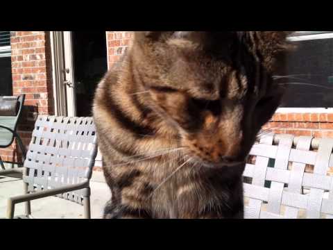Bengal Cat Tiger eating ham sandwich