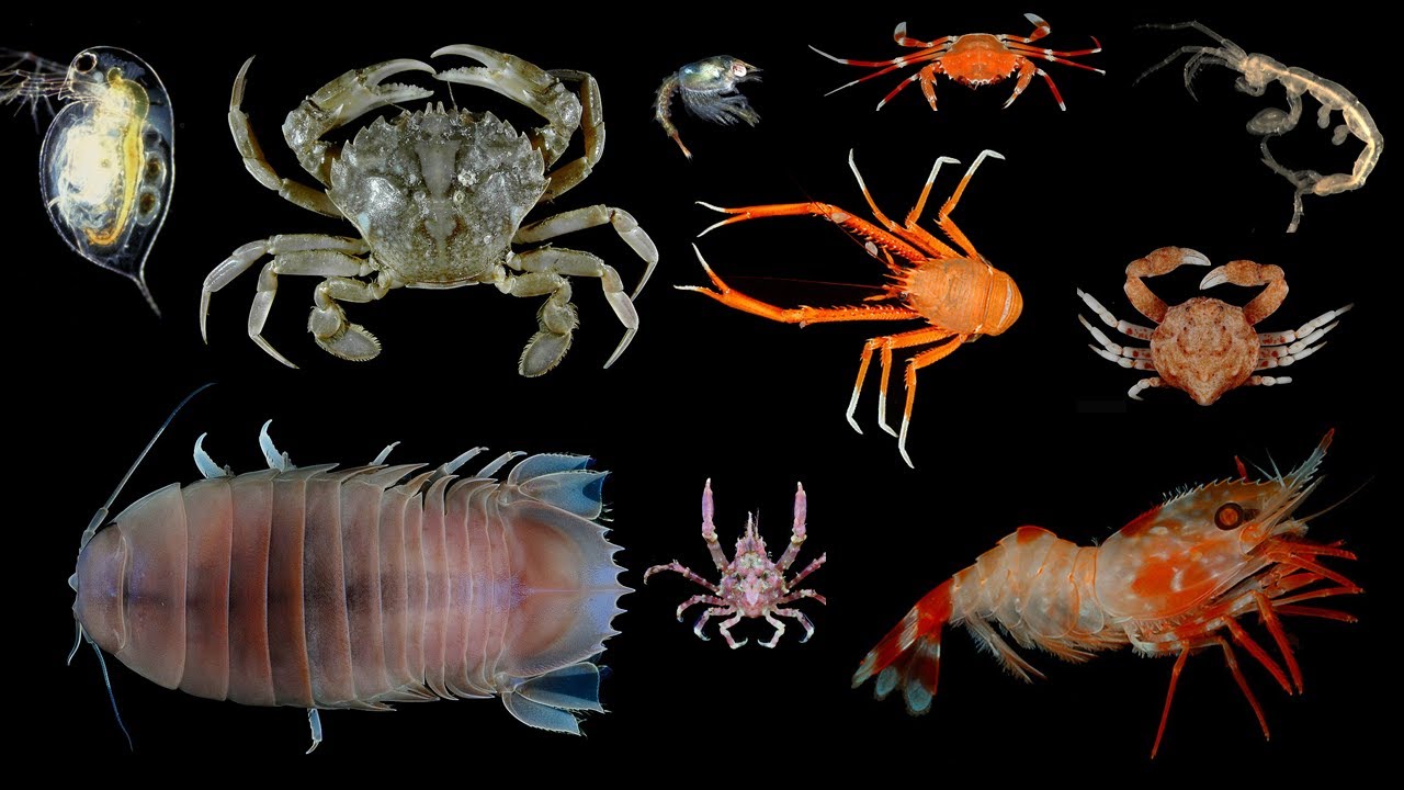 Facts: Crustaceans