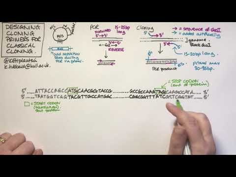 Designing cloning primers for classical (restriction) cloning