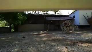 Zebras fucking
